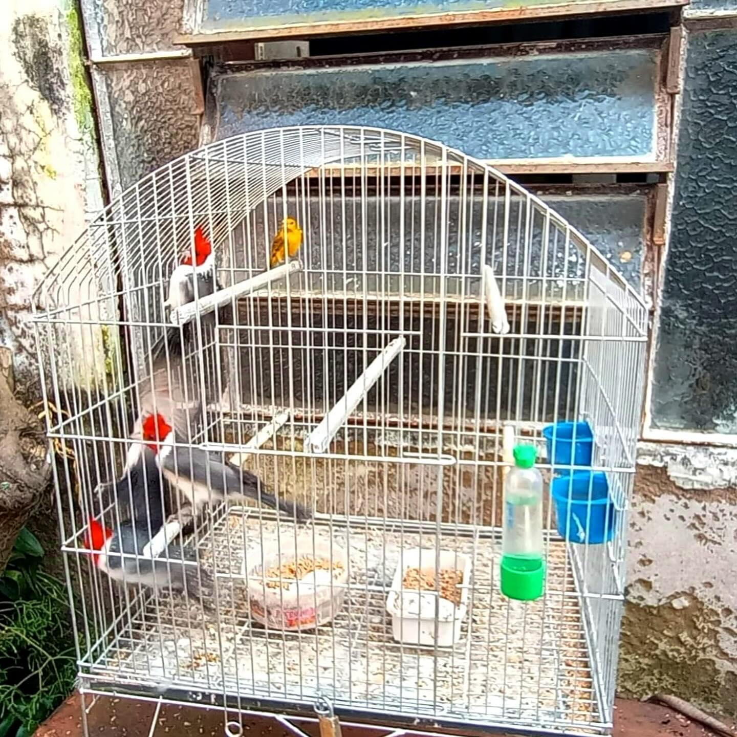 BM resgata pássaros de domicílio em Santa Maria-RS