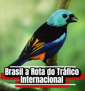Polícia Federal flagra estrangeiro tentando embarcar 18 aves silvestres