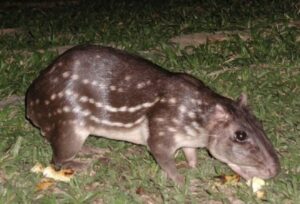 📰 Criação de Pacas no Brasil: Entre a Lei Federal e a Autonomia dos Estados