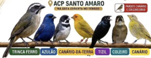 ACP Santo Amaro prepara grande etapa de aquecimento para a 3° etapa do estadual Fic