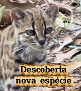 Nova espécies de felino é descoberto